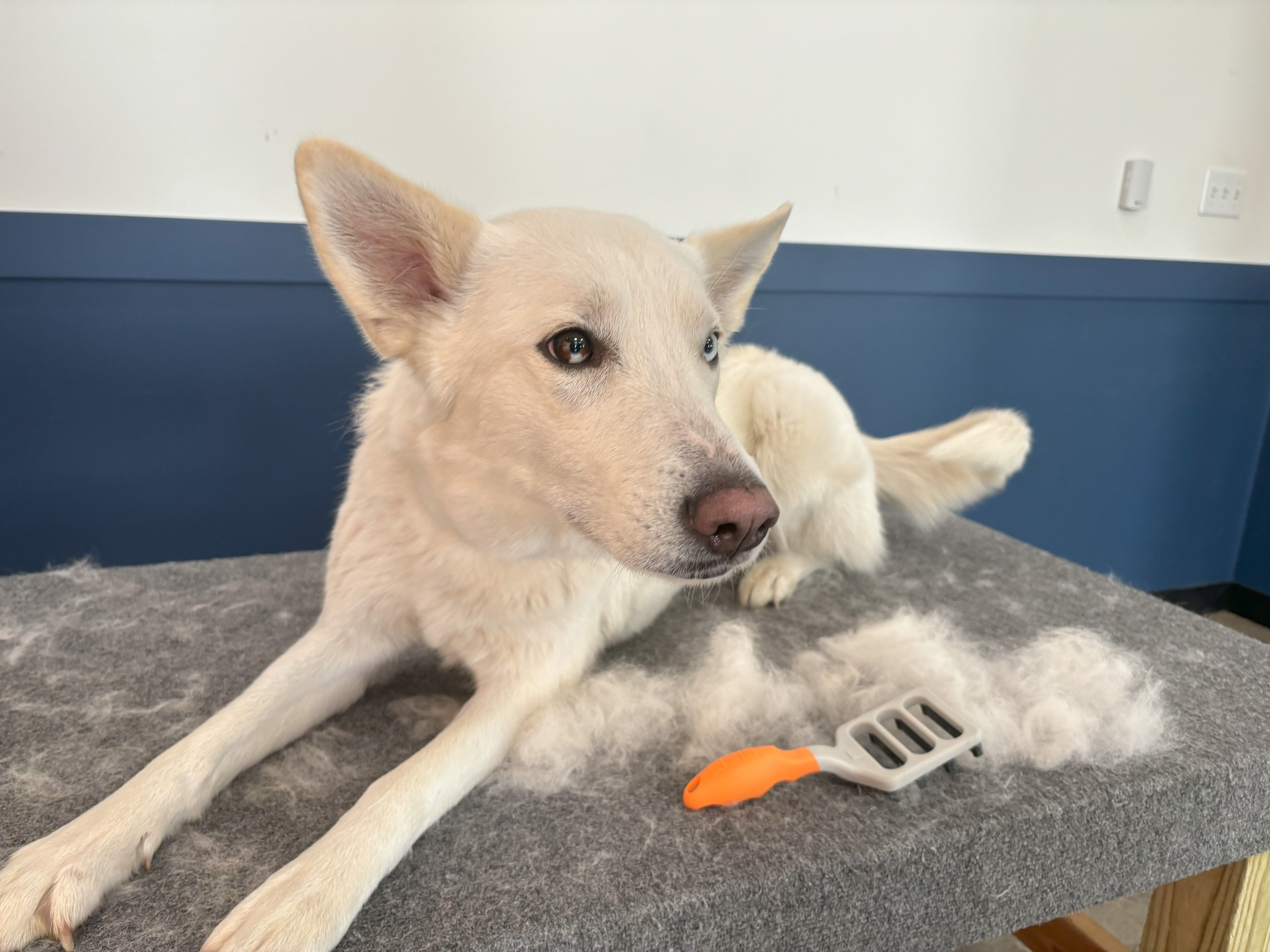 Blog post image: Best Times to DeShed Your Pet