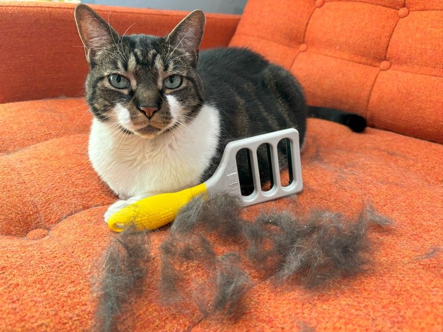 Blog post image: How to Eliminate Hairballs through Cat deShedding